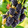 Саженец ежевики Черный бархат: фото и описание