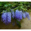 Саженец Глицинии Сапфир (Sapphire): фото и описание