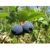 Саженец голубики Эрли Блю (Early blue): фото и описание