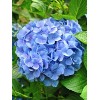 Саженец гортензии крупнолистной Клеопарта Блю (Сleopatra Blue): фото и описание