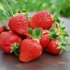 Саженец клубники Флёр (Ранняя): фото и описание