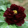 Саженец пиона древовидный Даркест Джейд (Darkest Jade): фото и описание