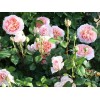 Саженец английской розы Абрахам Дерби (Abraham Darby): фото и описание