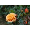 Саженец спрей розы Клементина (Clementine): фото и описание