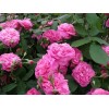 Саженец английской розы Гертруда Джекилл (Gertrude Jekyll): фото и описание
