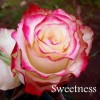 Саженец чайно-гибридной розы Свитнес (Sweetness): фото и описание