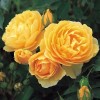 Саженец штамбовой розы Эмбер Куин (Amber Queen): фото и описание
