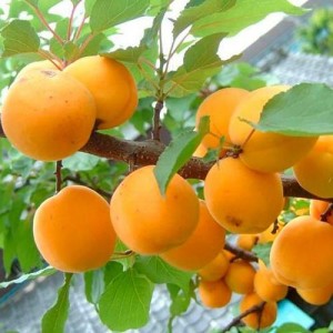 Абрикос Первенец Самары