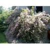 Саженец дейции розовой Кодсел Пинк (Codsall Pink): фото и описание