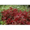 Саженец гейхеры мелкоцветковой Чоколейт Раффлз (Heuchera Chocolatte Rufless): фото и описание