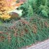 Саженец кизильника горизонтального Коралл Бьюти (Coral Beauty): фото и описание
