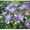 Саженцы аквилегии Винки Ерли Скай Блю (Winky Early Sky Blue) - 5 шт.: фото и описание