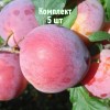 Саженцы Алычи Дынная (Средняя/Красная) - 5 шт.: фото и описание