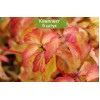 Саженцы дерена кроваво-красного Анна Винтер Оранж (Anny's Winter Orange) - 5 шт.: фото и описание