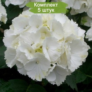 Комплект 5шт / Гортензия Вайт Вондер (White Wonder) (крупнолистная)