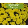 Саженцы хризантемы мультифлора Пауло Еллоу (Paularo Yellow) (Желтая) - 5 шт.: фото и описание