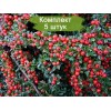 Саженцы кизильника Даммера Билефельд (Dammeri Bielefeld) - 5 шт.: фото и описание