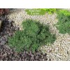 Саженцы кизильника лежачего Куин оф Карпет (Queen of Carpet) - 5 шт.: фото и описание
