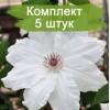 Саженцы клематиса Фую-Но-Таби (Fuyu-no-tabi) - 5 шт.: фото и описание