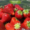 Саженцы ремонтантной клубники Альбион (Ранняя) - 5 шт.: фото и описание