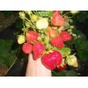 Саженцы ремонтантной Клубники Шарлотта (Средняя) - 5 шт.: фото и описание