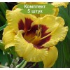 Саженцы лилейника Блэкберри Кэнди (Blackberry Candy) - 5 шт.: фото и описание