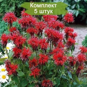 Комплект 5шт / Монарда гибридная Кембридж Скарлет (Cambridge Scarlet)