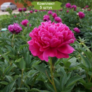 Комплект 5шт / Пион Черри Роял (Cherry Royal)
