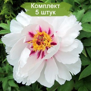 Комплект 5шт / Пион древовидный Фейри Мун (Fairy Moon) - Б