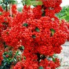 Саженцы пираканты Ред Колумн Red Column - 5 шт.: фото и описание