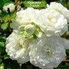 Саженцы кустовой розы Альба Мейяндекор (Alba Meillandecor) - 5 шт.: фото и описание