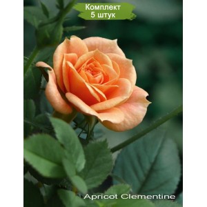 Комплект 5шт / Роза Клементина (Clementine) (спрей)