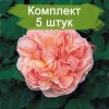 Саженцы английской розы Эвелин (Evelyn) - 5 шт.: фото и описание
