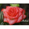 Саженцы чайно-гибридной розы Мильва (Milva) - 5 шт.: фото и описание