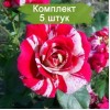 Саженцы плетистой розы Твист (Twist) - 5 шт.: фото и описание