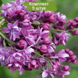 Комплект 5шт / Сеянец Сирень Аделаида Данбар (Adelaide Dunbar)