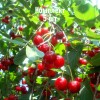 Саженцы Вишни Волочаевка - 5 шт.: фото и описание