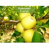 Саженцы яблони Голден Делишес (Golden Delicious) - 5 шт.: фото и описание