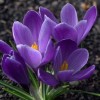 Луковица крокуса крупноцветкового Гранд Мэтр (Grand Maitre): фото и описание