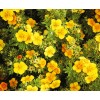 Саженец лапчатки кустарниковой (Курильского чая) Манго танго (Mango Tango): фото и описание