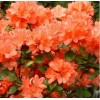 Саженец Рододендрона Гейша Оранж (Geisha Orange): фото и описание