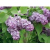 Сеянец Сирень Лавандер Леди (Lavander Lady): фото и описание