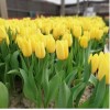 Срезка Луковица Тюльпанаов на 8 марта оптом Луковица Тюльпана Стронг Голд (Strong Gold): фото и описание