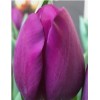 Луковица Тюльпана Роеска (Roeska): фото и описание