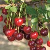 Саженец Вишни Алекса: фото и описание