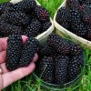 Саженец ежевики Блэк Батт (Black Butte): фото и описание