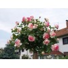 Саженцы розы штамбовой (3 шт.) Роза Эден Роуз (Eden Rosa): фото и описание