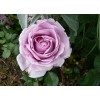 Саженец шраб розы Ля Роз дю Пти Принс (La Rose du Petit Prince): фото и описание